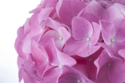 Bauernhortensie, Rosa -Blumen Risse Verkaufsladen GS456242 800x800