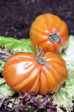 QUEDLINBURGER Tomatensamen -Blumen Risse Verkaufsladen GS457340 800x800