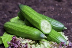 SPERLI Gurkensamen 27 SPERLI Gurkensamen -Blumen Risse Verkaufsladen GS457343 800x800