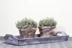 Echter Thymian -Blumen Risse Verkaufsladen GS457837 800x800