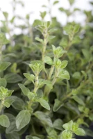 Oregano 18 Oregano – Bild 16