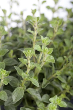 Oregano 25 Oregano -Blumen Risse Verkaufsladen GS457911 800x800
