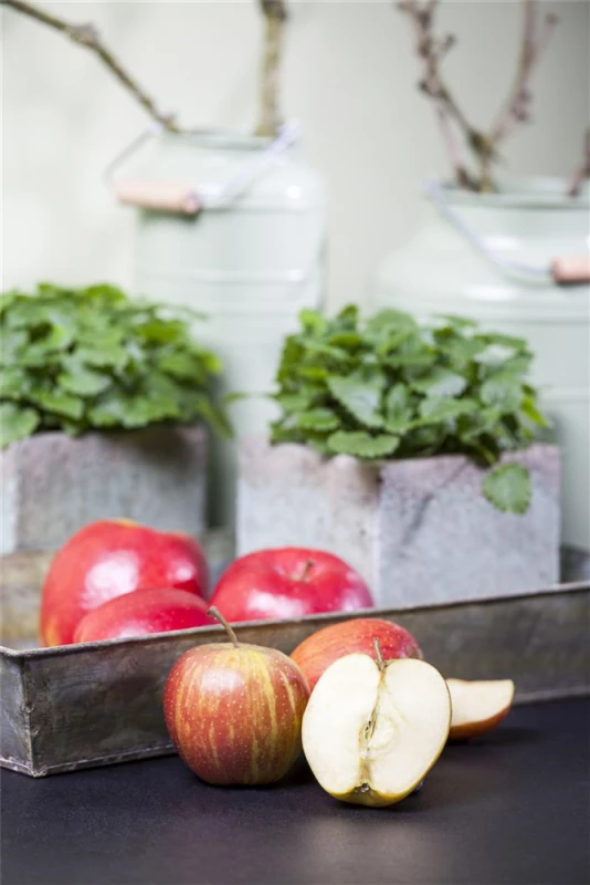 Herbstapfel „Rubinette®“ 4 Herbstapfel „Rubinette®“ – Bild 2