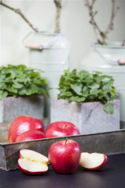 Apfel „Gala“ -Blumen Risse Verkaufsladen GS458204 800x800