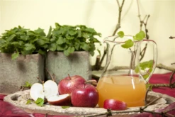 Apfel „Braeburn“ -Blumen Risse Verkaufsladen GS458214 800x800