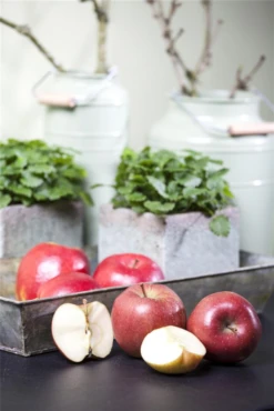 Apfel „Braeburn“ -Blumen Risse Verkaufsladen GS458215 800x800