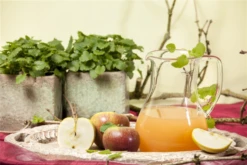 Apfel „Cox Orange“ -Blumen Risse Verkaufsladen GS458218 800x800