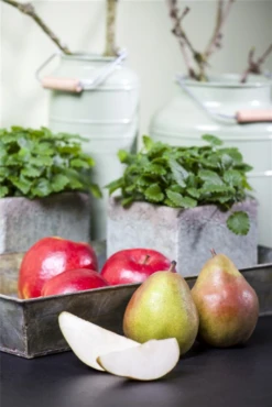 Winterbirne „Vereins Dechantsbirne“ -Blumen Risse Verkaufsladen GS458221 800x800