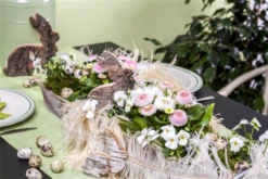 Tausendschön -Blumen Risse Verkaufsladen GS469878 800x800