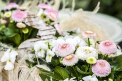 Tausendschön -Blumen Risse Verkaufsladen GS469886 800x800