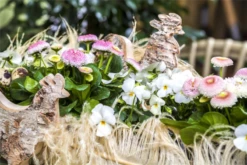 Tausendschön -Blumen Risse Verkaufsladen GS469909 800x800