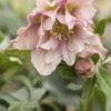 Lenzrose -Blumen Risse Verkaufsladen GS470940 800x800