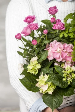 Bauernhortensie, Rosa -Blumen Risse Verkaufsladen GS470954 800x800