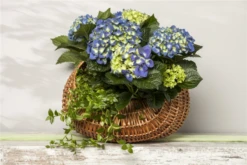Bauernhortensie, Blau -Blumen Risse Verkaufsladen GS470957 800x800