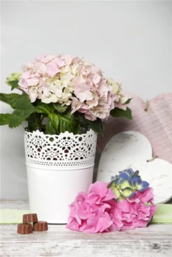 Bauernhortensie, Rosa -Blumen Risse Verkaufsladen GS470961 800x800