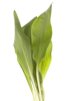 Bärlauch 14 Bärlauch – Bild 12