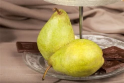 Birne „Köstliche Von Charneux“ -Blumen Risse Verkaufsladen GS471918 800x800