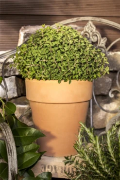 Oregano 32 Oregano -Blumen Risse Verkaufsladen GS471924 800x800