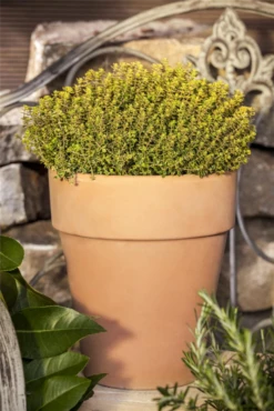 Gold-Thymian „Aureus“ 19 Gold-Thymian „Aureus“ -Blumen Risse Verkaufsladen GS471925 800x800