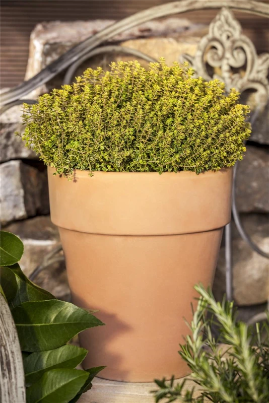 Gold-Thymian „Aureus“ 6 Gold-Thymian „Aureus“ – Bild 4