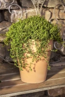 Berg-Bohnenkraut 11 Berg-Bohnenkraut – Bild 9