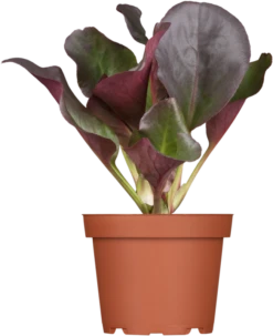 Bergenie „Eroica“