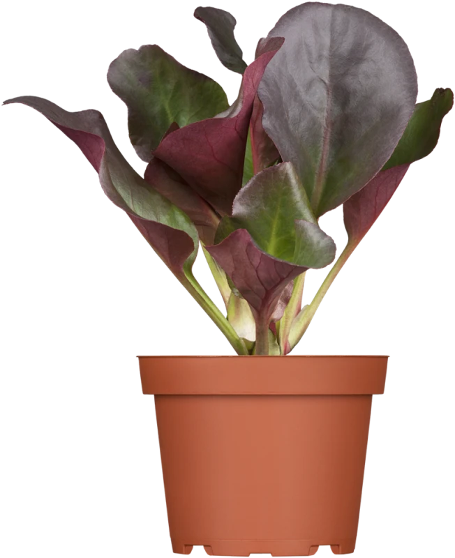 Bergenie „Eroica“ 3 Bergenie „Eroica“