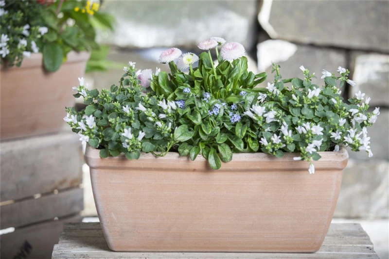 Hängepolster-Glockenblume 4 Hängepolster-Glockenblume – Bild 2