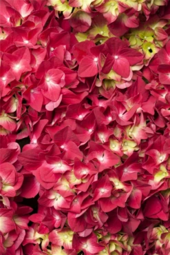 Bauernhortensie, Rot -Blumen Risse Verkaufsladen GS473030 800x800