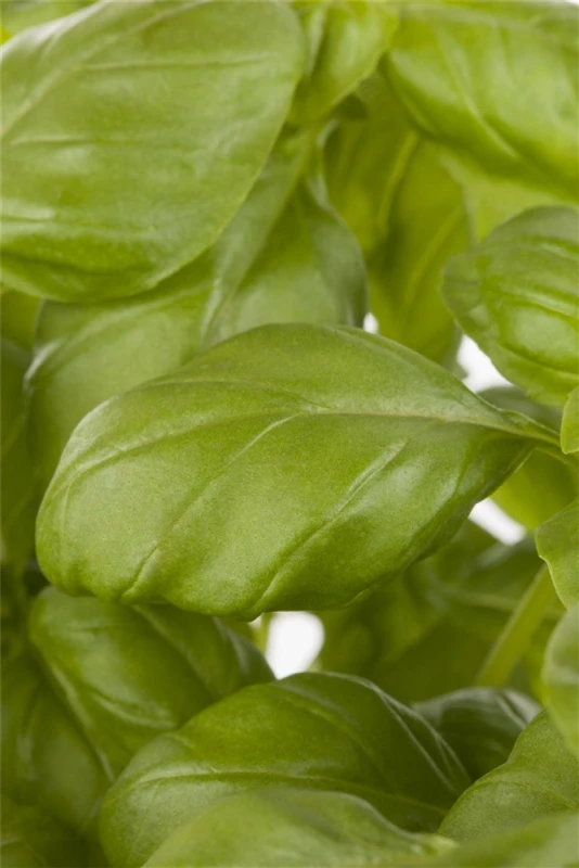 SPERLI Garten-Basilikumsamen „Genoveser“ 3 SPERLI Garten-Basilikumsamen „Genoveser“