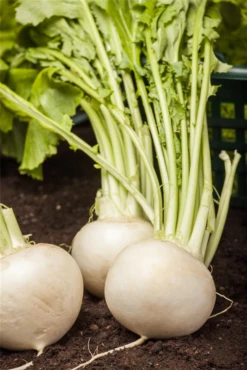 QUEDLINBURGER Weiße Bete-Samen „Avalanche“ 10 QUEDLINBURGER Weiße Bete-Samen „Avalanche“ -Blumen Risse Verkaufsladen GS475184 800x800