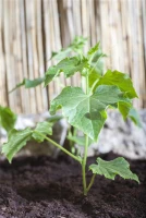 SPERLI Gurkensamen 22 SPERLI Gurkensamen – Bild 20