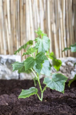 SPERLI Gurkensamen 30 SPERLI Gurkensamen -Blumen Risse Verkaufsladen GS475529 800x800