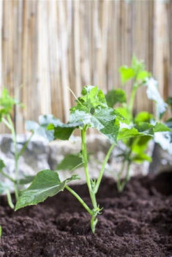 SPERLI Gurkensamen 31 SPERLI Gurkensamen -Blumen Risse Verkaufsladen GS475530 800x800