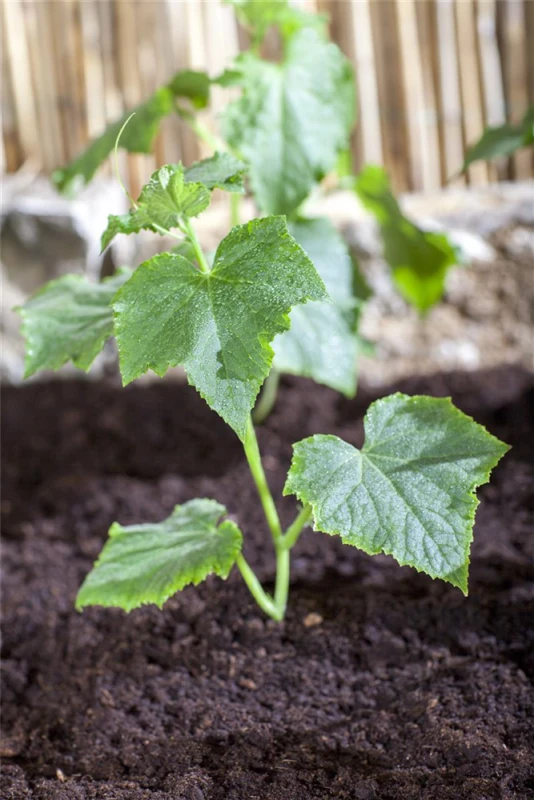 SPERLI Gurkensamen 13 SPERLI Gurkensamen – Bild 11