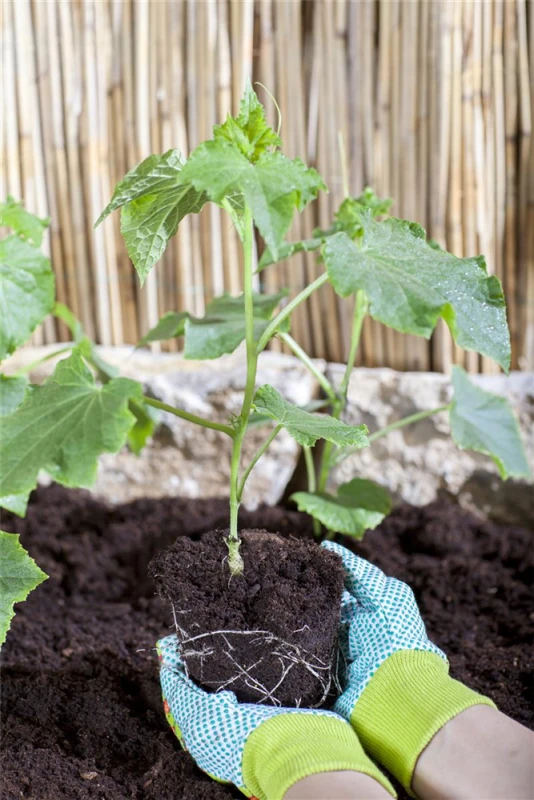 SPERLI Gurkensamen 14 SPERLI Gurkensamen – Bild 12