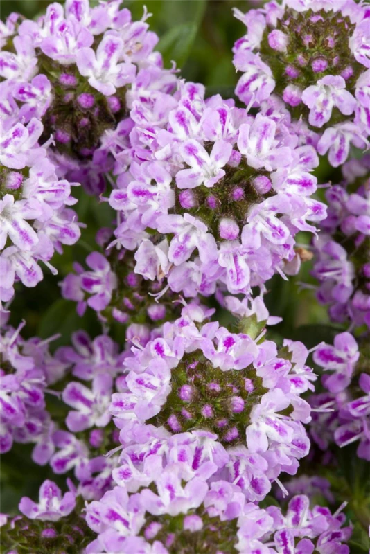 Berg-Bohnenkraut 6 Berg-Bohnenkraut – Bild 4