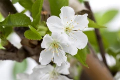 Säulen-Süßkirsche „Sylvia®“ 7 Säulen-Süßkirsche „Sylvia®“ -Blumen Risse Verkaufsladen GS476140 800x800
