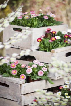 Tausendschön -Blumen Risse Verkaufsladen GS476763 800x800
