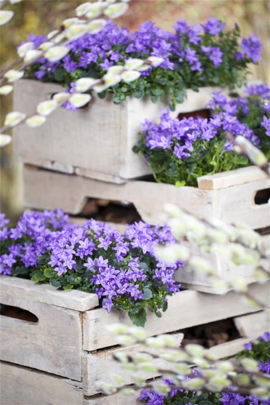 Polster-Glockenblume „Catharina“ 3 Polster-Glockenblume „Catharina“