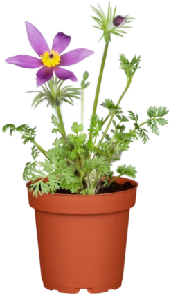 Gewöhnliche Kuhschelle 24 Gewöhnliche Kuhschelle -Blumen Risse Verkaufsladen GS477688 800x800