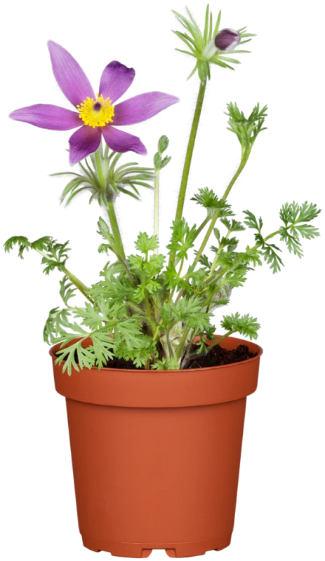 Gewöhnliche Kuhschelle 7 Gewöhnliche Kuhschelle – Bild 5