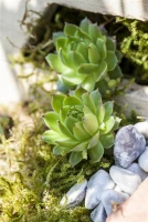 Hauswurz 6 Hauswurz – Bild 4