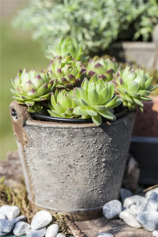 Hauswurz 5 Hauswurz – Bild 3