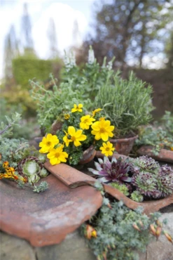 Echter Thymian -Blumen Risse Verkaufsladen GS489617 800x800