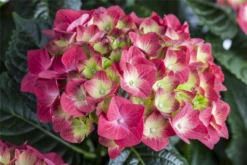 Bauernhortensie, Rot -Blumen Risse Verkaufsladen GS490392 800x800