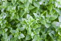 QUEDLINBURGER Basilikumsamen „Petit“ 7 QUEDLINBURGER Basilikumsamen „Petit“ – Bild 5