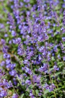 Garten-Bastard-Katzenminze „Alba“ 18 Garten-Bastard-Katzenminze „Alba“ – Bild 16