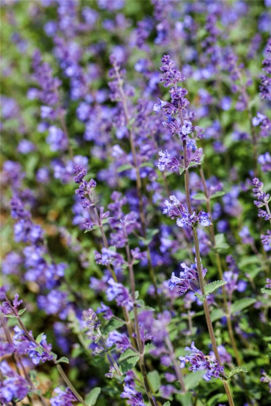 Garten-Bastard-Katzenminze „Alba“ 9 Garten-Bastard-Katzenminze „Alba“ – Bild 7