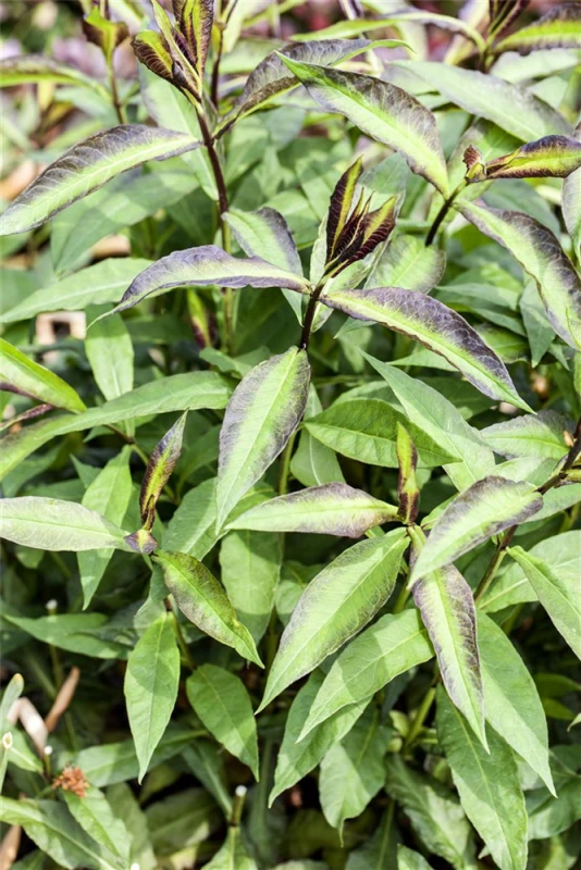 Hohe Garten-Flammenblume „Starfire“ 7 Hohe Garten-Flammenblume „Starfire“ – Bild 5